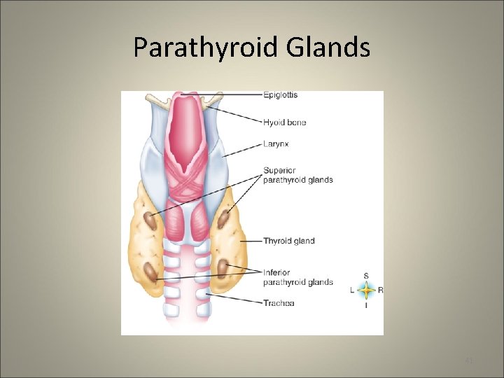 Parathyroid Glands 41 
