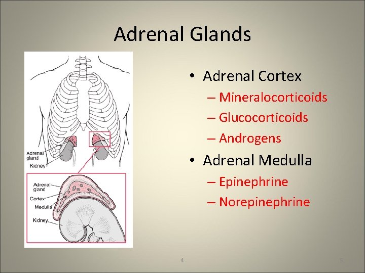 Adrenal Glands • Adrenal Cortex – Mineralocorticoids – Glucocorticoids – Androgens • Adrenal Medulla
