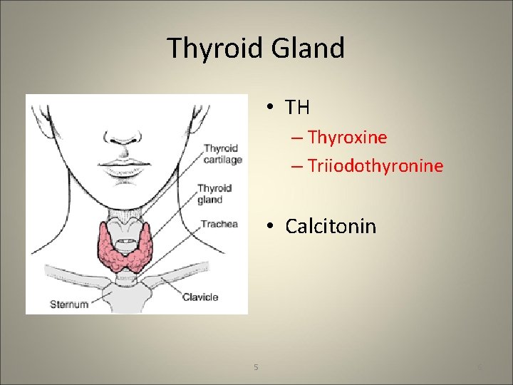 Thyroid Gland • TH – Thyroxine – Triiodothyronine • Calcitonin 5 6 