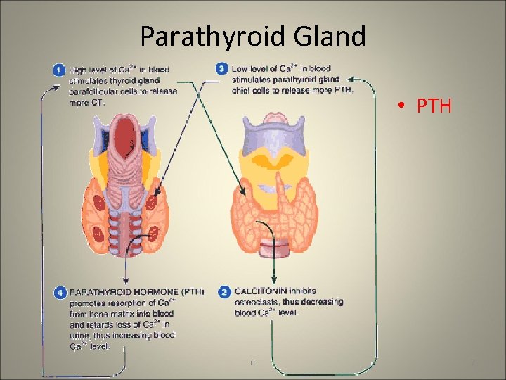 Parathyroid Gland • PTH 6 7 