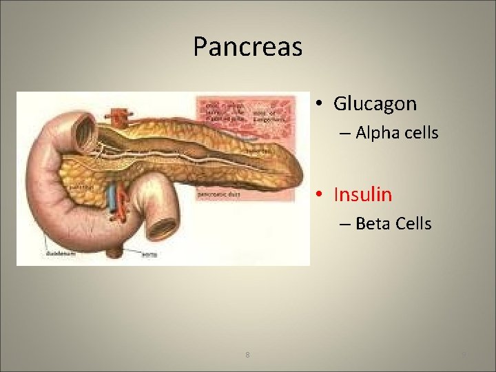 Pancreas • Glucagon – Alpha cells • Insulin – Beta Cells 8 9 