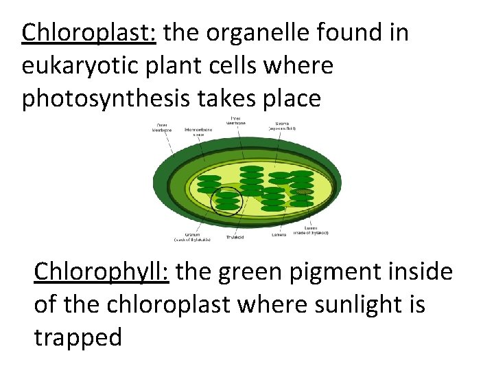 Chloroplast: the organelle found in eukaryotic plant cells where photosynthesis takes place Chlorophyll: the