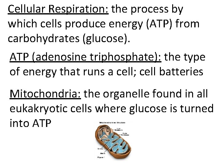 Cellular Respiration: the process by which cells produce energy (ATP) from carbohydrates (glucose). ATP