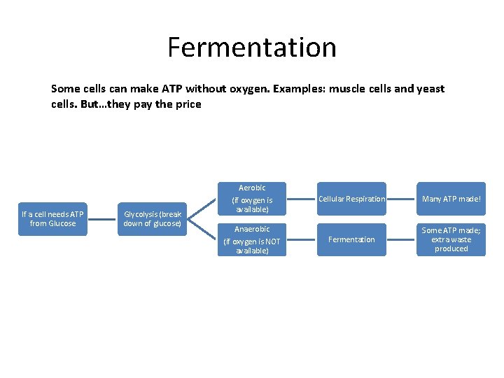 Fermentation Some cells can make ATP without oxygen. Examples: muscle cells and yeast cells.