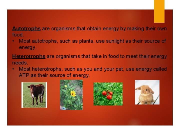 Autotrophs are organisms that obtain energy by making their own food. • Most autotrophs,