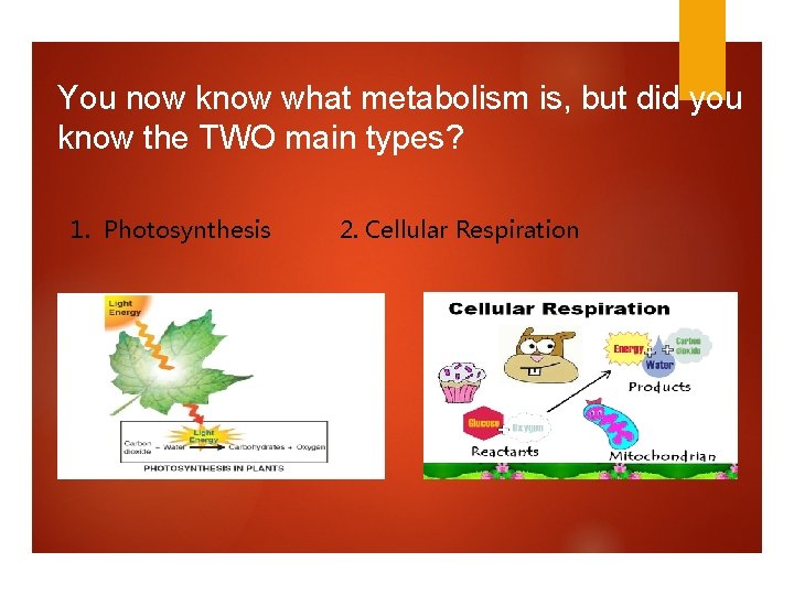 You now know what metabolism is, but did you know the TWO main types?