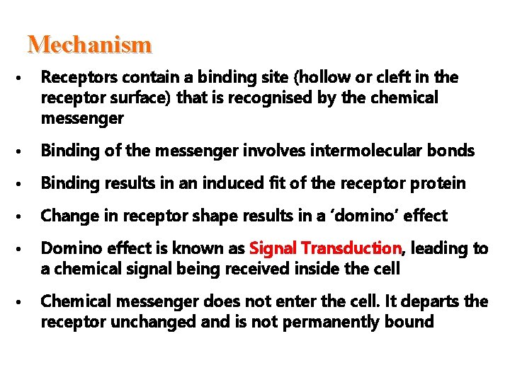 Mechanism • Receptors contain a binding site (hollow or cleft in the receptor surface)