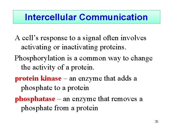 Intercellular Communication A cell’s response to a signal often involves activating or inactivating proteins.