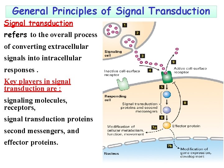 General Principles of Signal Transduction Signal transduction refers to the overall process of converting
