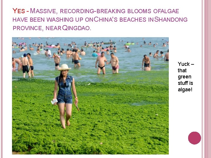 YES - MASSIVE, RECORDING-BREAKING BLOOMS OFALGAE HAVE BEEN WASHING UP ON CHINA'S BEACHES IN