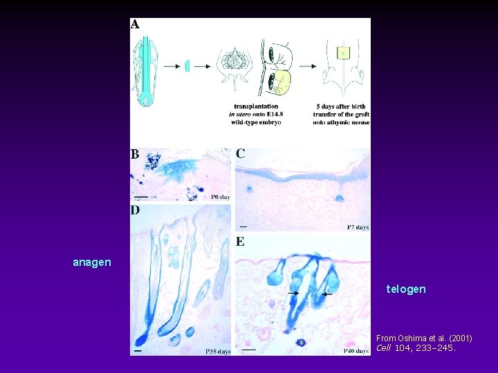 anagen telogen From Oshima et al. (2001) Cell 104, 233– 245. 
