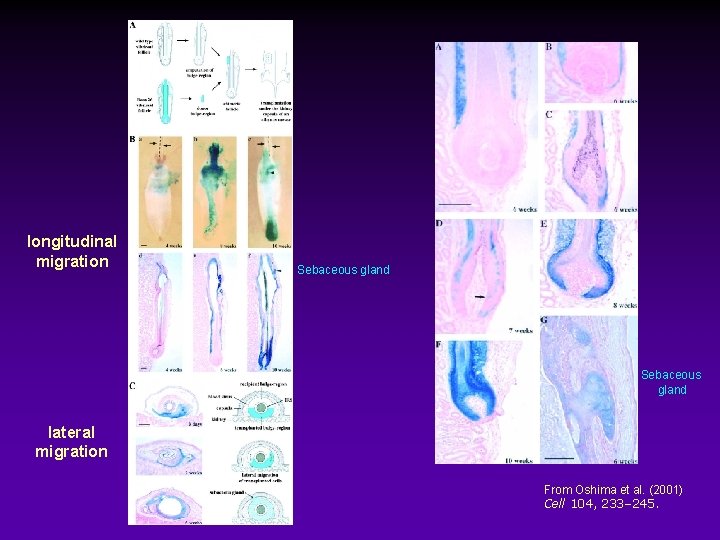 longitudinal migration Sebaceous gland lateral migration From Oshima et al. (2001) Cell 104, 233–