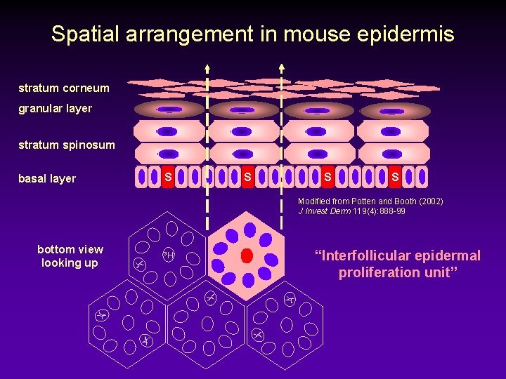 Spatial arrangement in mouse epidermis stratum corneum granular layer stratum spinosum basal layer S