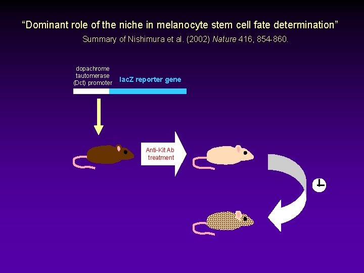 “Dominant role of the niche in melanocyte stem cell fate determination” Summary of Nishimura