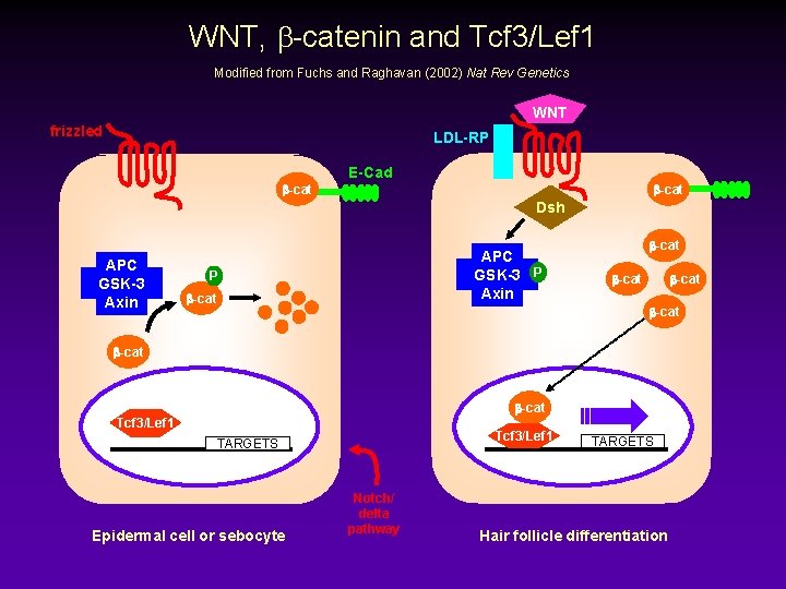 WNT, b-catenin and Tcf 3/Lef 1 Modified from Fuchs and Raghavan (2002) Nat Rev