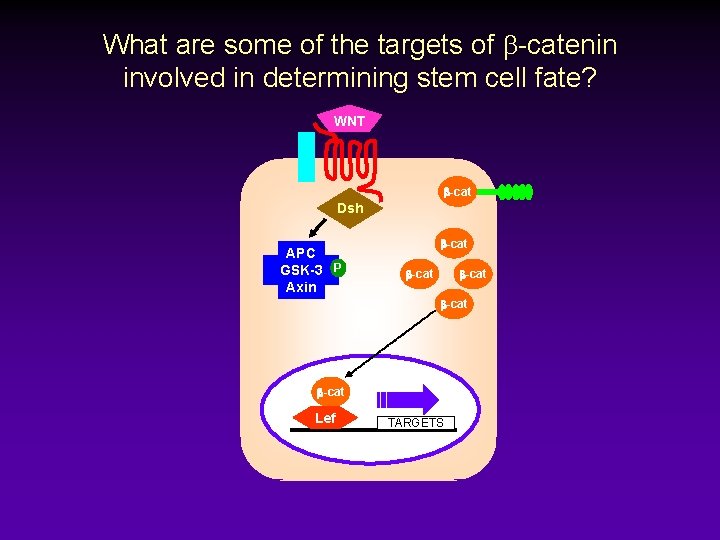 What are some of the targets of b-catenin involved in determining stem cell fate?
