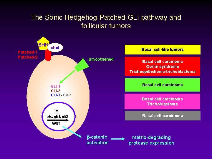 The Sonic Hedgehog-Patched-GLI pathway and follicular tumors SHH Patched-1 Patched-2 chol Basal cell-like tumors