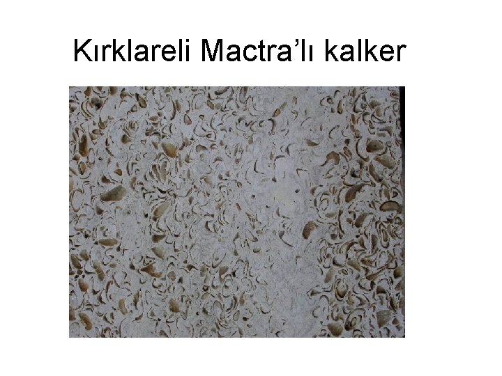 Kırklareli Mactra’lı kalker 