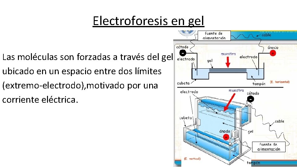 Electroforesis en gel Las moléculas son forzadas a través del gel ubicado en un