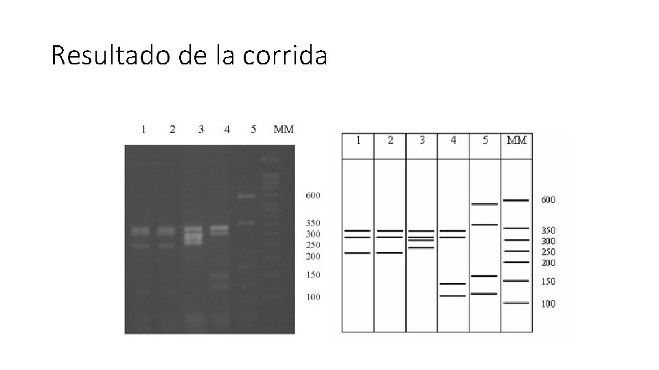 Resultado de la corrida 