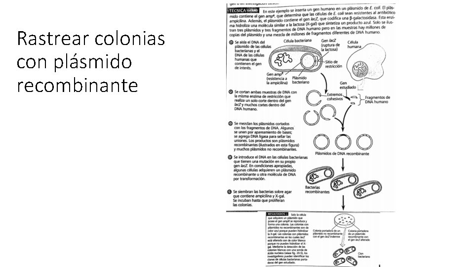 Rastrear colonias con plásmido recombinante 