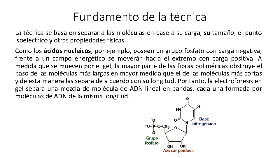 Fundamento de la técnica La técnica se basa en separar a las moléculas en