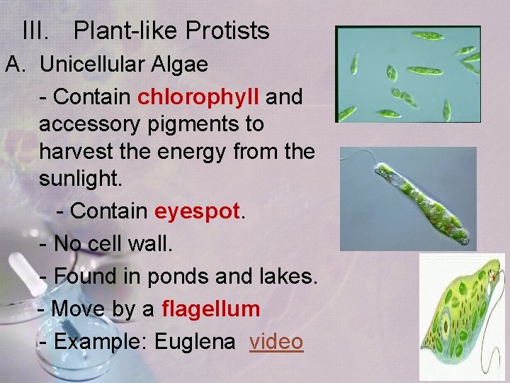 III. Plant-like Protists A. Unicellular Algae - Contain chlorophyll and accessory pigments to harvest III. Plant-like Protists A. Unicellular Algae - Contain chlorophyll and accessory pigments to harvest