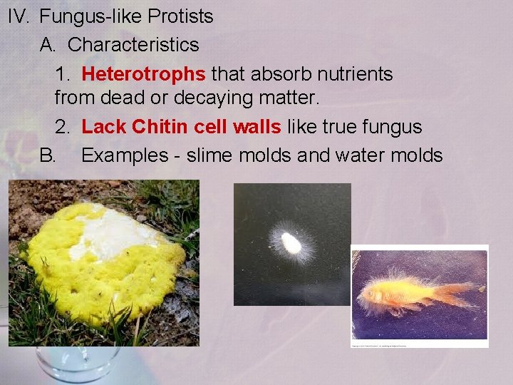 IV. Fungus-like Protists A. Characteristics 1. Heterotrophs that absorb nutrients from dead or decaying IV. Fungus-like Protists A. Characteristics 1. Heterotrophs that absorb nutrients from dead or decaying