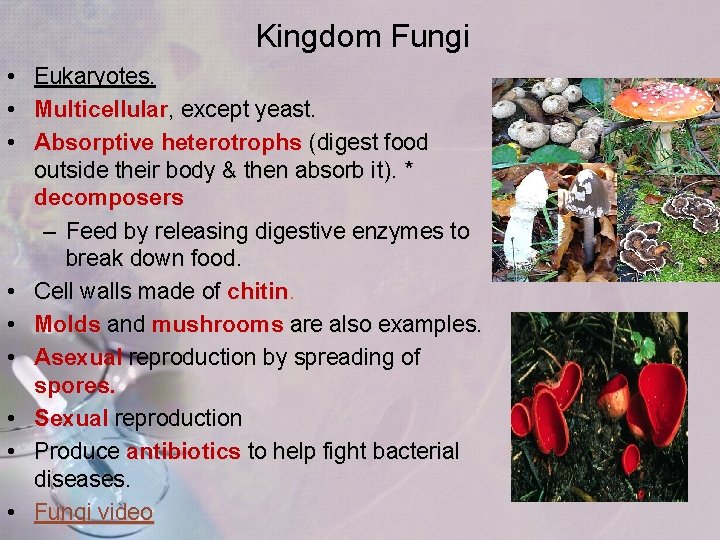 Kingdom Fungi • • • Eukaryotes. Multicellular, except yeast. Absorptive heterotrophs (digest food outside Kingdom Fungi • • • Eukaryotes. Multicellular, except yeast. Absorptive heterotrophs (digest food outside