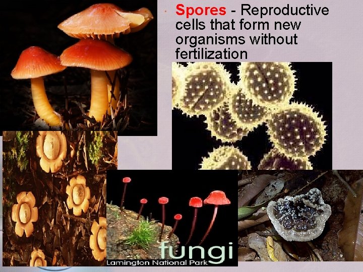 Spores - Reproductive cells that form new organisms without fertilization 14 Spores - Reproductive cells that form new organisms without fertilization 14