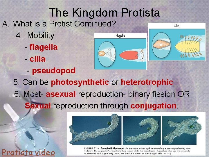 The Kingdom Protista A. What is a Protist Continued? 4. Mobility - flagella - The Kingdom Protista A. What is a Protist Continued? 4. Mobility - flagella -