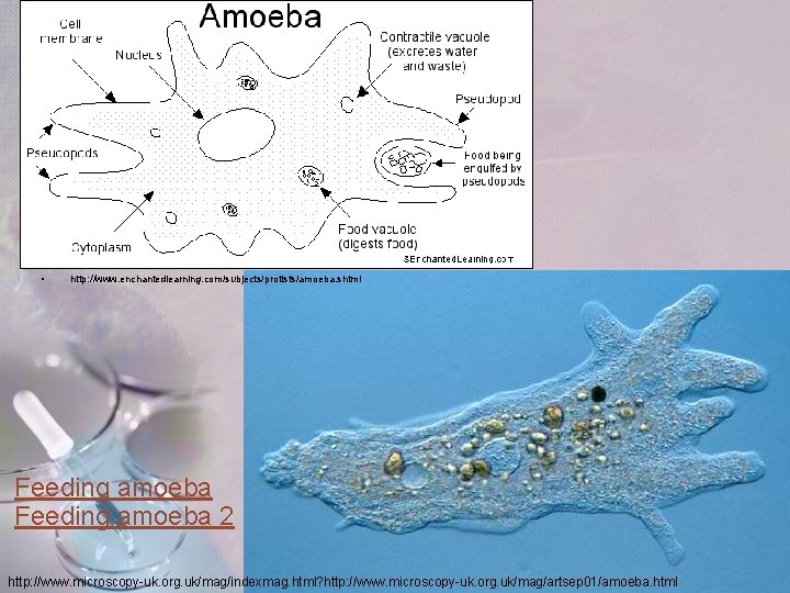• http: //www. enchantedlearning. com/subjects/protists/amoeba. shtml Feeding amoeba 2 http: //www. microscopy-uk. org. • http: //www. enchantedlearning. com/subjects/protists/amoeba. shtml Feeding amoeba 2 http: //www. microscopy-uk. org.