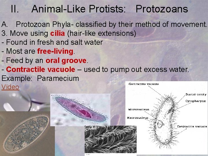 II. Animal-Like Protists: Protozoans A. Protozoan Phyla- classified by their method of movement. 3. II. Animal-Like Protists: Protozoans A. Protozoan Phyla- classified by their method of movement. 3.