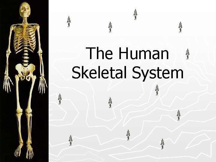 The Human Skeletal System 