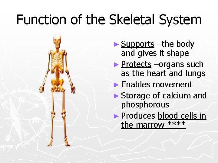 Function of the Skeletal System ► Supports –the body and gives it shape ►