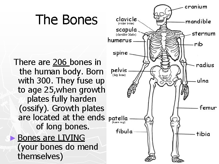 The Bones There are 206 bones in the human body. Born with 300. They