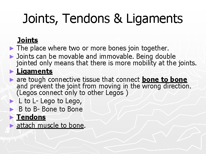 Joints, Tendons & Ligaments Joints ► The place where two or more bones join