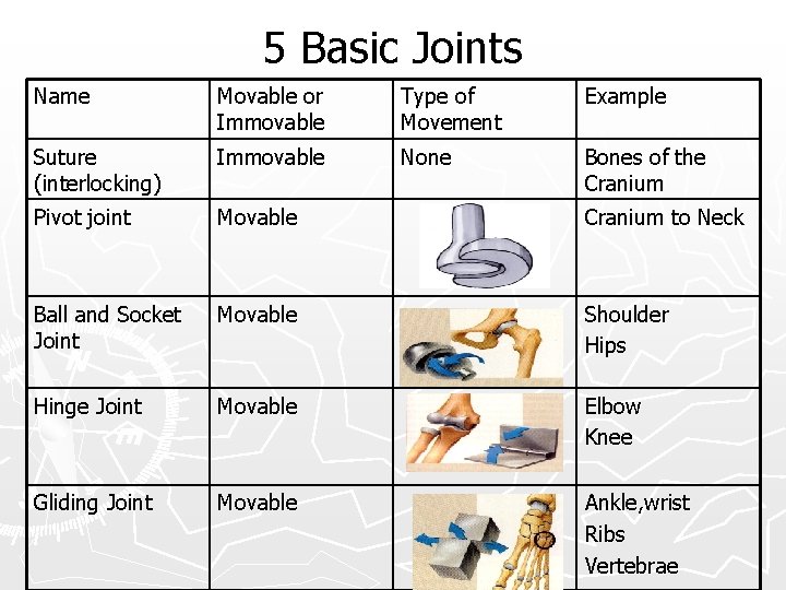 5 Basic Joints Name Movable or Immovable Type of Movement Example Suture (interlocking) Immovable
