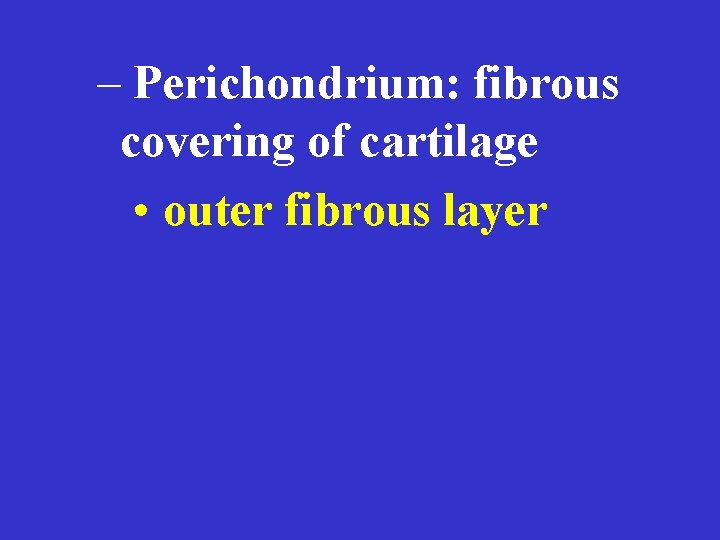 – Perichondrium: fibrous covering of cartilage • outer fibrous layer 