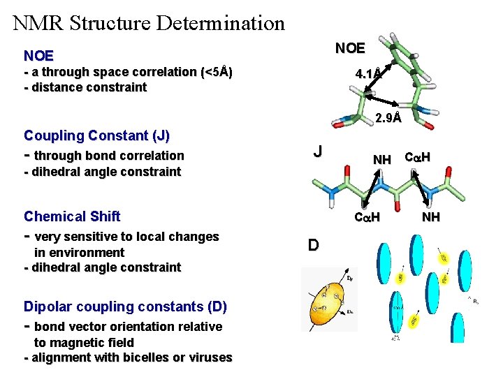NMR Structure Determination NOE - a through space correlation (<5Å) - distance constraint 4.