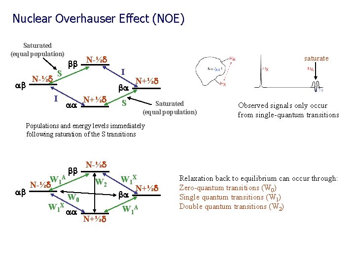 Nuclear Overhauser Effect (NOE) Saturated (equal population) ab N-½d S bb N-½d saturate I