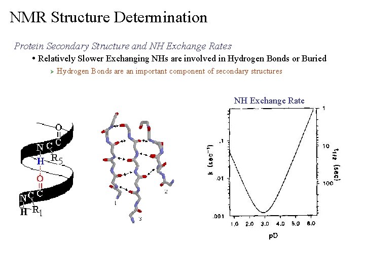 NMR Structure Determination Protein Secondary Structure and NH Exchange Rates • Relatively Slower Exchanging