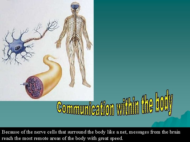 Because of the nerve cells that surround the body like a net, messages from