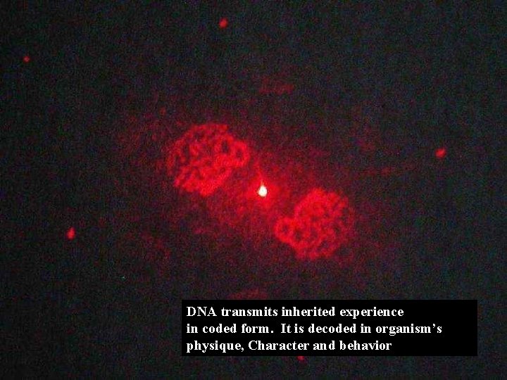 DNA transmits inherited experience in coded form. It is decoded in organism’s physique, Character