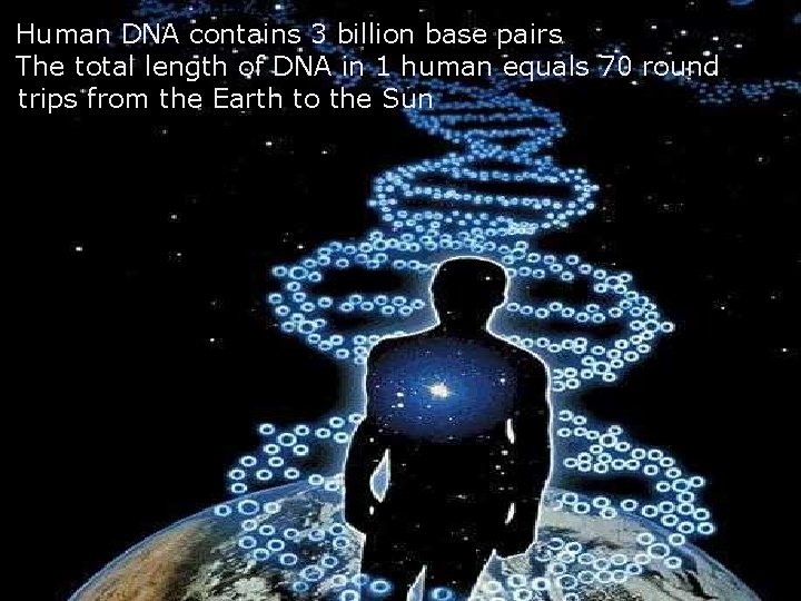 Human DNA contains 3 billion base pairs The total length of DNA in 1