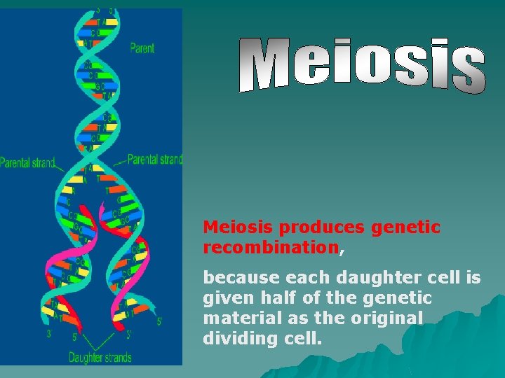 Meiosis produces genetic recombination, because each daughter cell is given half of the genetic