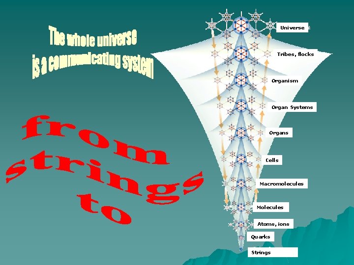 Universe Tribes, flocks Organism Organ Systems Organs Cells Macromolecules Molecules Atoms, ions Quarks Strings