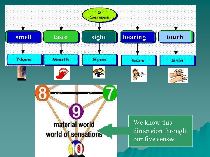 smell taste sight hearing touch We know this dimension through our five senses 