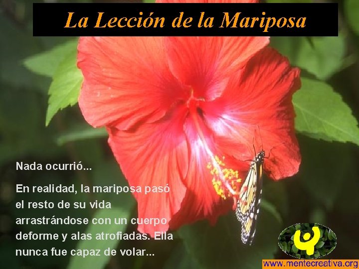 La Lección de la Mariposa Nada ocurrió. . . En realidad, la mariposa pasó