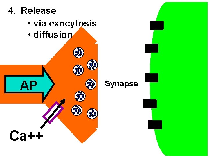 4. Release • via exocytosis • diffusion AP Ca++ Synapse 